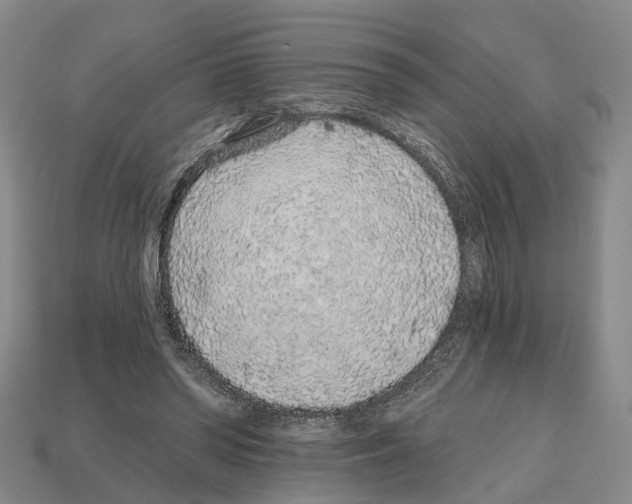 X0000112520398200909281021