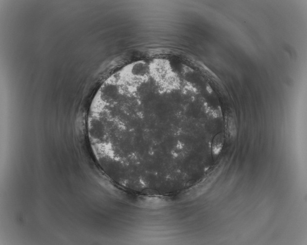 X0000112520475200909281020