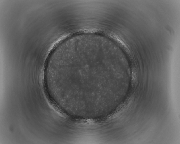 X0000112520492200909281019