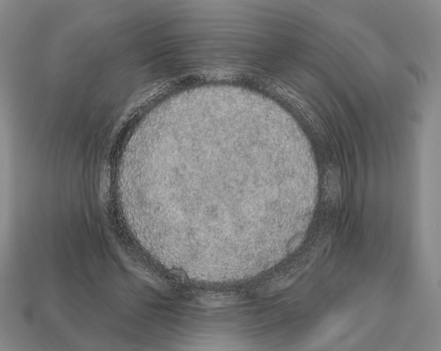 X0000112520494200909281019