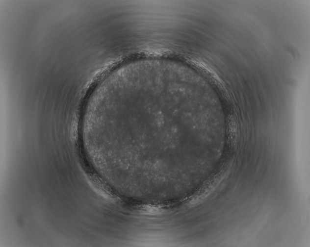 X0000112520496200909281019