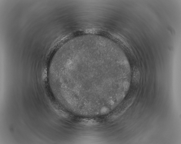 X0000112520502200909281019