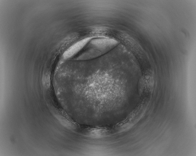 X0000112520504200909281019