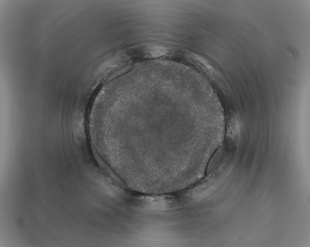 X0000112520524200909281019