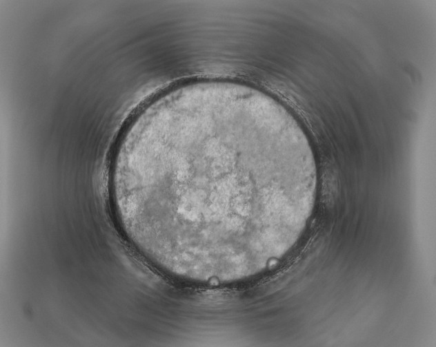 X0000112520584200909281018