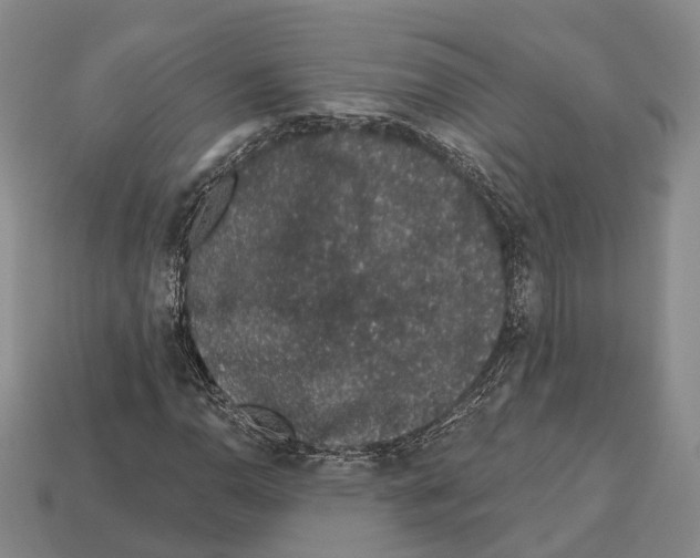 X0000112521110200909281011