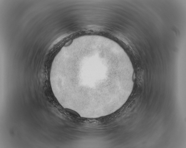 X0000112521112200909281011