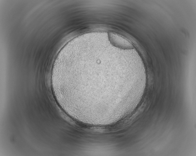 X0000112521194200909281010