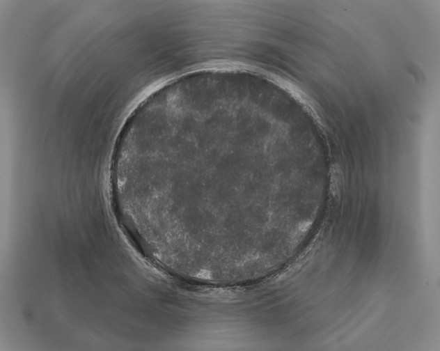 X0000112521229200909281010