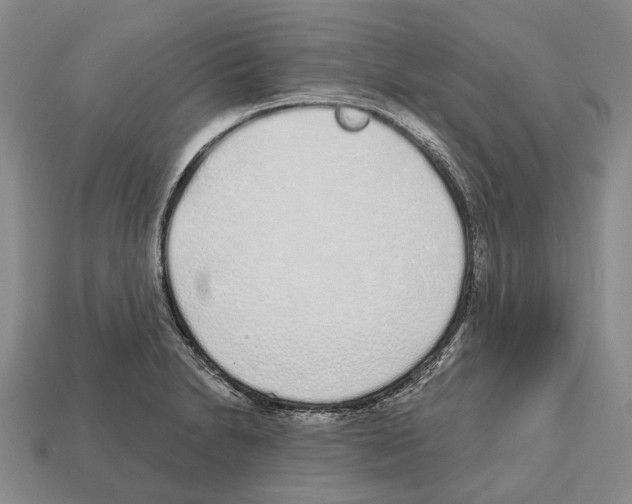 X0000112521230200909281010