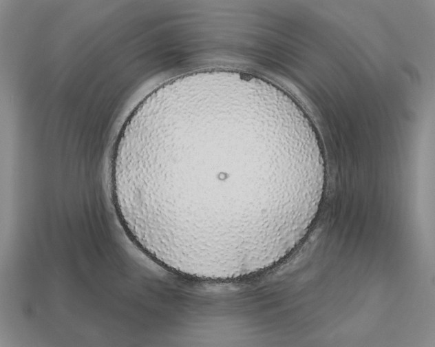 X0000112521243200909281010