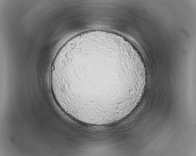 X0000112521295200909281009