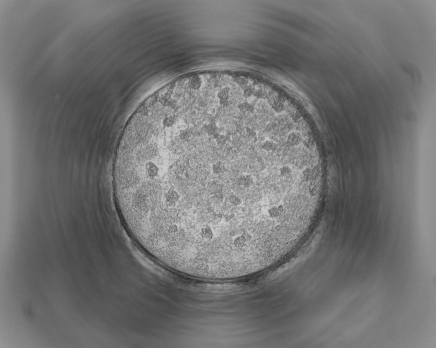 X0000112521425200909281007