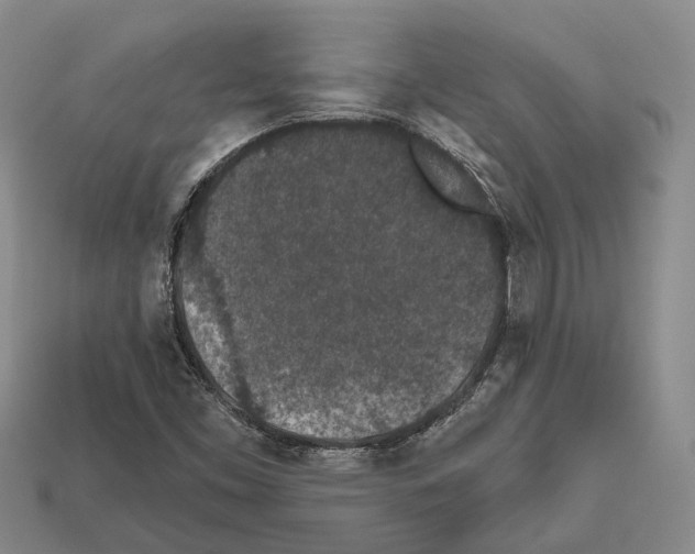 X0000112521453200909281007