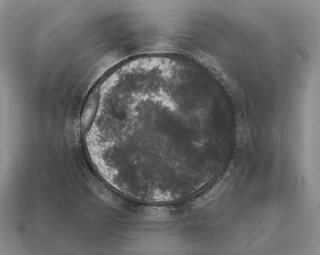 X0000112521457200909281007