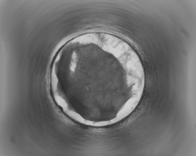 X0000112521522200909281006