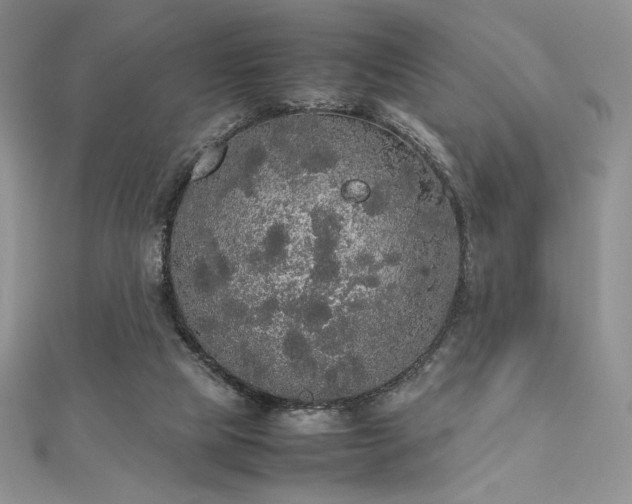 X0000112530065200908171430