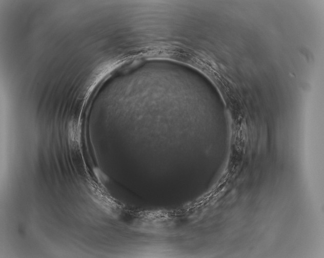 X0000112530100200908171429