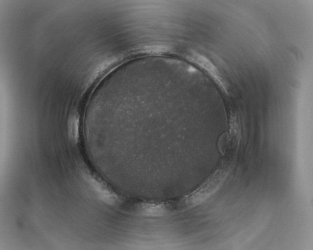 X0000112530110200908171429