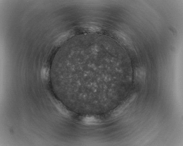 X0000112530177200908171429