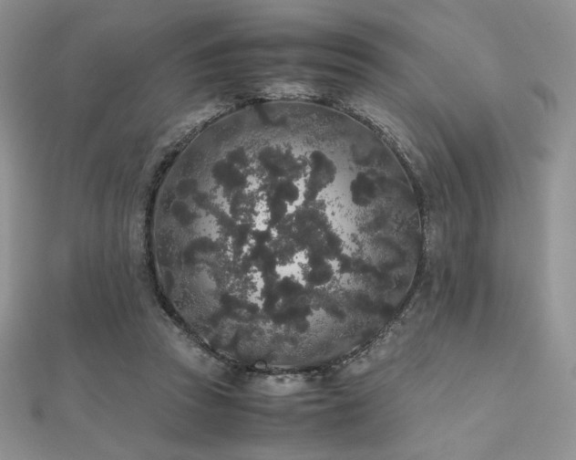 X0000112530353200908171426