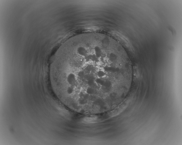 X0000112530369200908171426