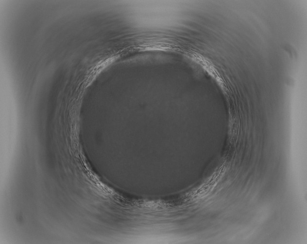X0000112530385200908171425