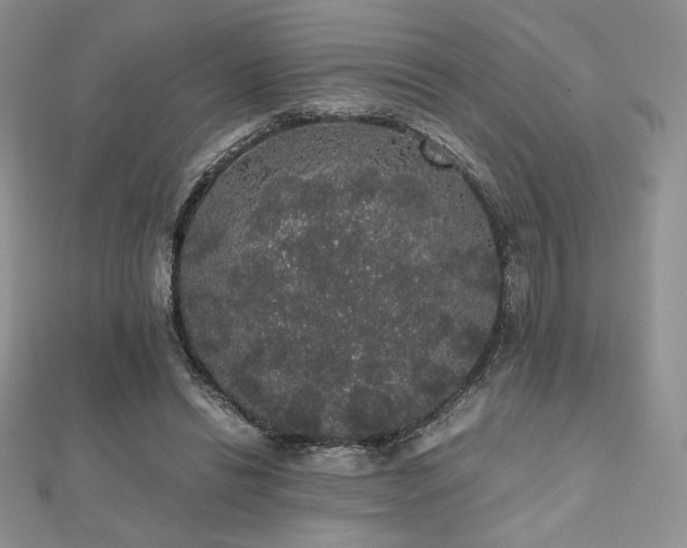 X0000112530446200908171424