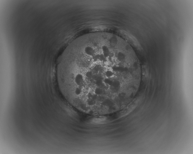 X0000112530369200908241511