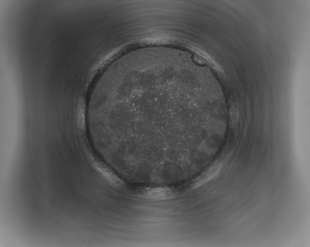 X0000112530446200908241510