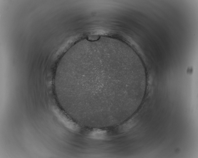 X0000112530257200908311429