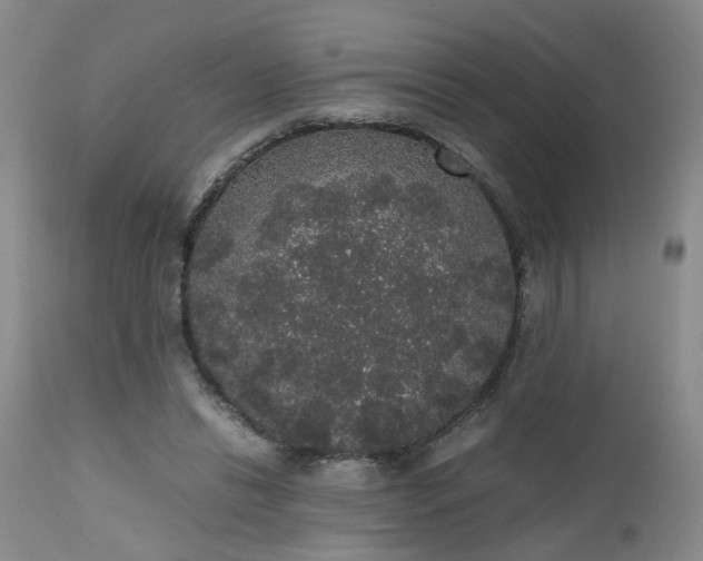 X0000112530446200908311426
