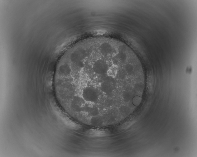 X0000112530545200908311425