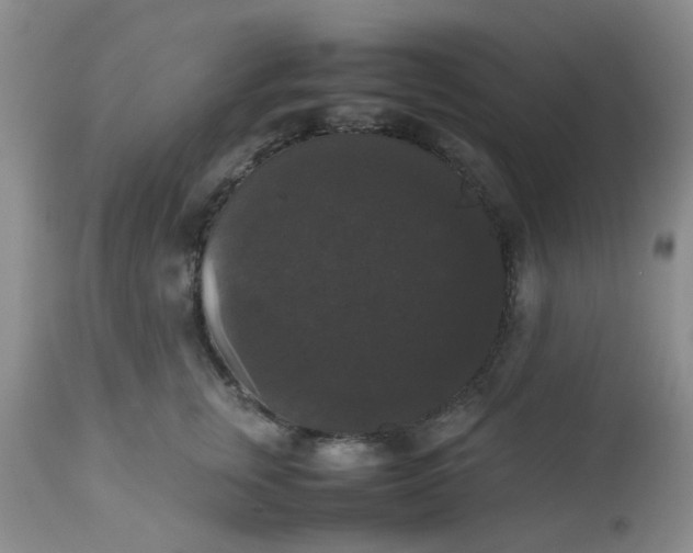 X0000112530759200908311422
