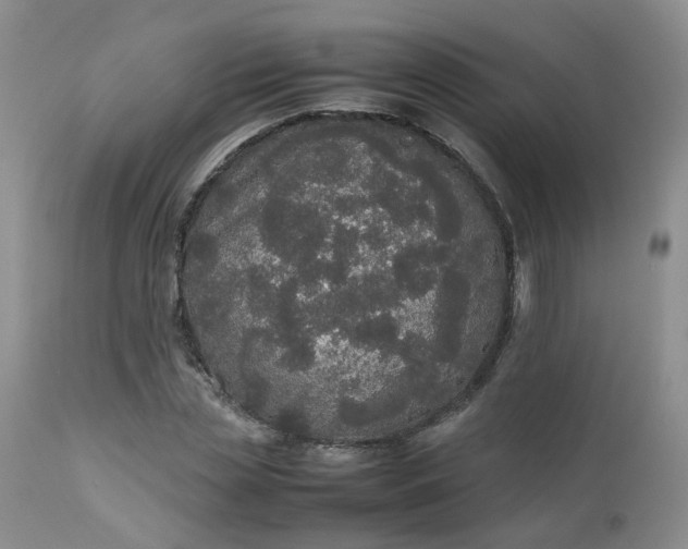 X0000112530829200908311420