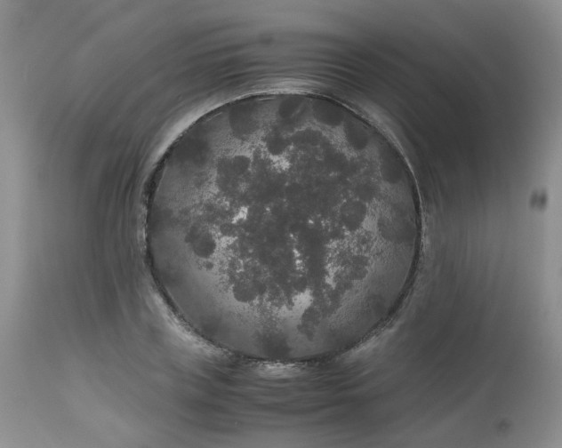 X0000112530835200908311421