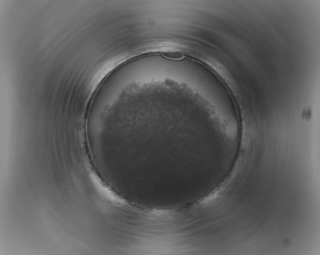 X0000112530850200908311421