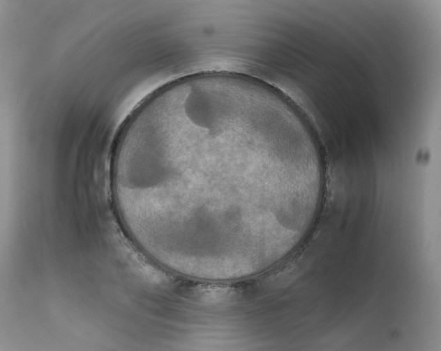 X0000112530886200908311420