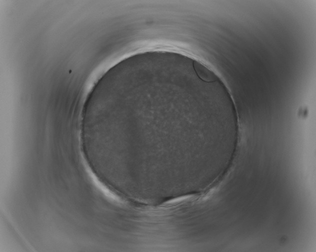 X0000112531525200908311410