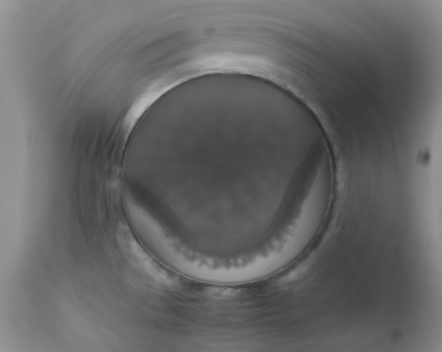 X0000112531529200908311410