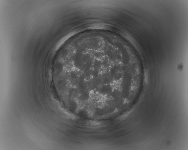 X0000112530829200909071355