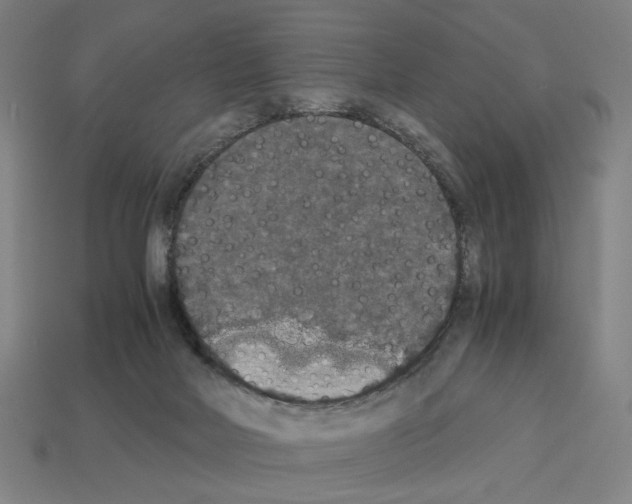 X0000112530026200909281048