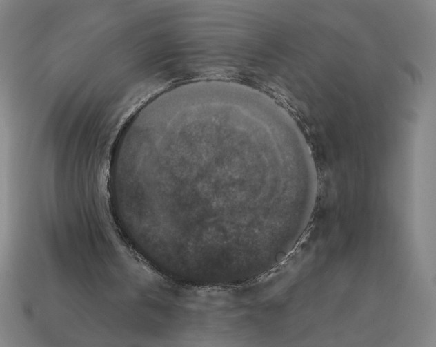 X0000112530146200909281045