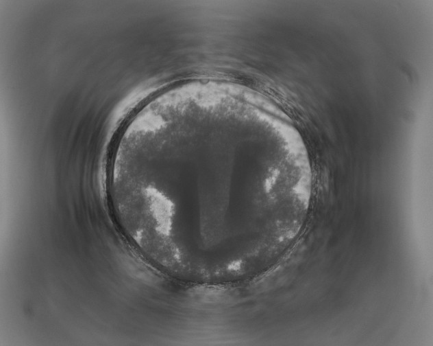 X0000112530294200909281044