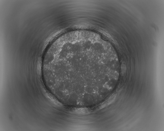 X0000112530446200909281042