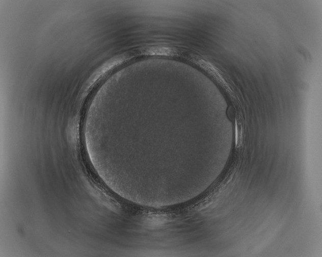 X0000112530531200909281040