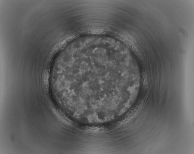 X0000112530542200909281040