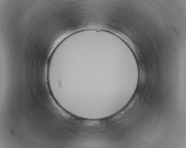 X0000112531006200909281034