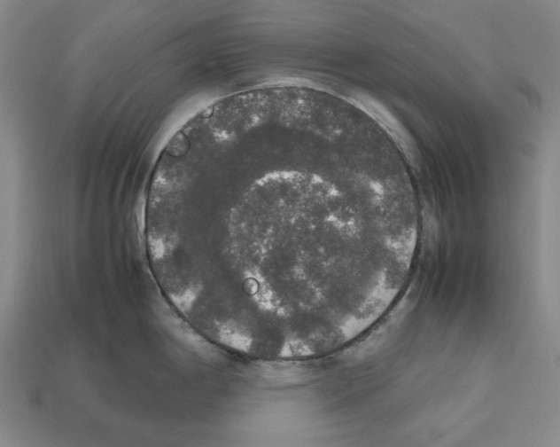 X0000112531198200909281031