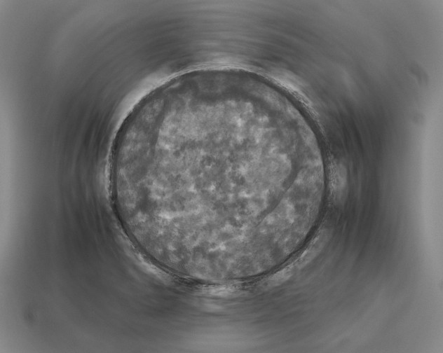 X0000112531278200909281030